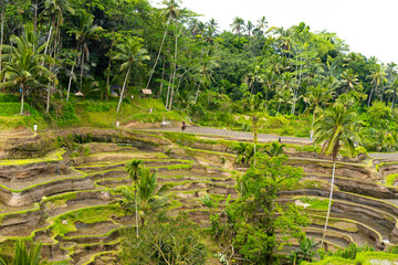 A beautiful rice field in Ubud Bali Indonesia August 2022. This was on a bright sunny day and the...