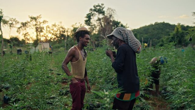 Weed Farm and workers in Jamaica