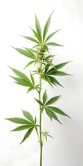 Obraz premium branch of cannabis isolated on a white background