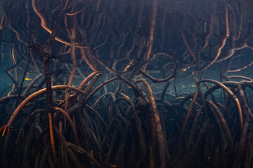 Mangrove prop roots reach into the shallows near an island in Raja Ampat, Indonesia. This tropical region is known as the heart of the Coral Triangle due to its incredible marine biodiversity.