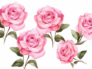 Fototapeta premium Pink roses watercolor clipart on white background, defined edges floral flower pattern background with copy space for design text or photo backdrop minimalistic