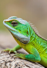 Obraz premium Photo of large green lizard. Iguana generated by artificial intelligence. Fantasy animals, new species, colorful exotic animals, bright colors, reptiles, alert eyes, scales, dinosaurs.