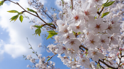 桜、cherry blossom