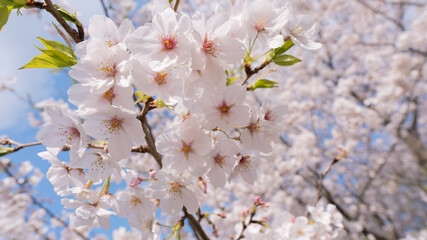 Obraz premium 桜、cherry blossom