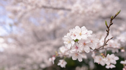 桜、cherry blossom