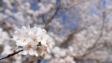 桜、cherry blossom