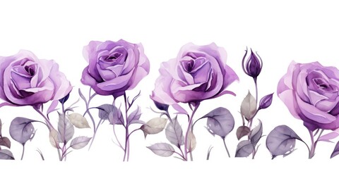 Purple roses watercolor clipart on white background, defined edges floral flower pattern background with copy space for design text or photo backdrop minimalistic 