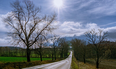 A winding, wet asphalt road with an avenue of trees,