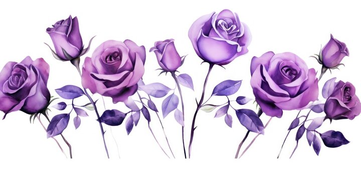 Purple roses watercolor clipart on white background, defined edges floral flower pattern background with copy space for design text or photo backdrop minimalistic 