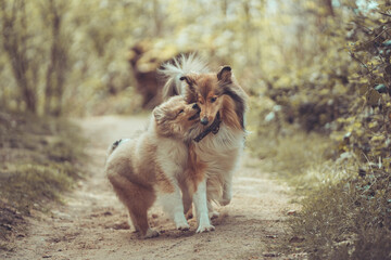 2 Collies Langhaar sable und Welpe spielen miteinander mit einem Stock outdoor im Frühling Var. 1