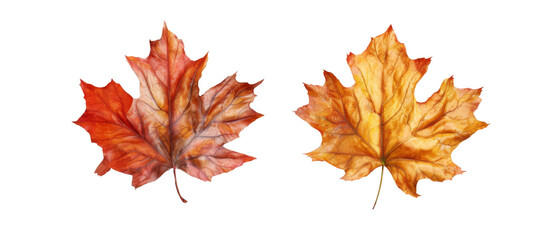 Obraz premium Maple leaf on transparent background