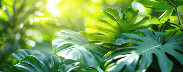 Fototapeta na wymiar Banner, green nature background, leaves of tropical plants in the sun. Copy space. 