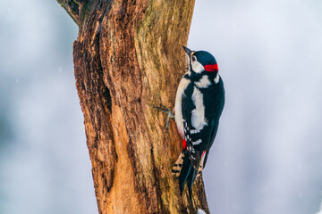 Great spotted woodpecker (Dendrocopos major) in Bialowieza forest, Poland