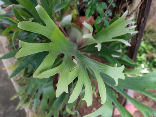 Fototapeta premium aloe vera plant