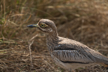 Water Thick-knee (Burhinus vermiculatus)