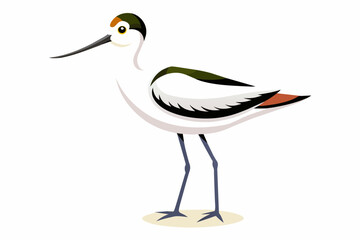 avocet bird vector artwork illustration 