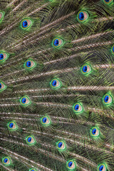 Fototapeta premium Closeup Image of a peacock dancing with its open feathers