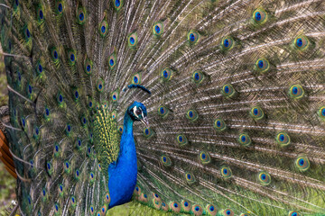 Naklejka premium Closeup Image of a peacock dancing with its open feathers