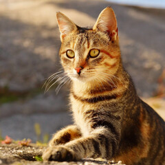 아주 귀여운 고양이 사진
