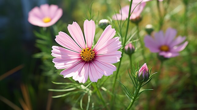 pink cosmos flower  high definition(hd) photographic creative image
