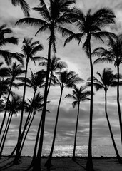 Black and white palm trees, Maui, Hawaii