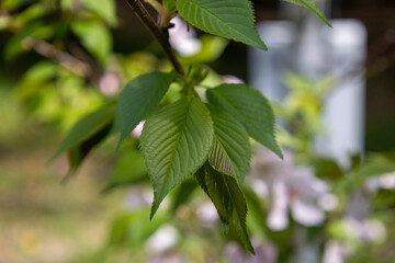 Obraz premium 桜の葉