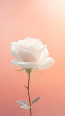 Rose white glowing grainy gradient background texture with blank copy space for text photo or product presentation 