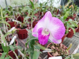 Dendrobium Sonia is an orchid hybrid. It is a cross of Den. Caesar x Den. Tomie Drake. These plants...