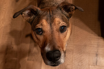 Curious brown dog