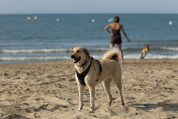A happy dog panting on a sandy beach with the sea in the background; a happy dog on a sandy dog...