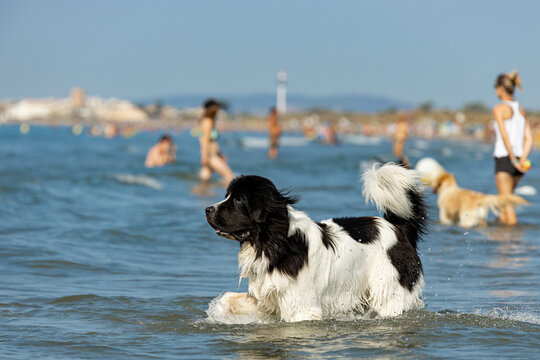 A handsome black and white Newfoundland playing in the sea on a summer day during a heatwave, with people in the background.