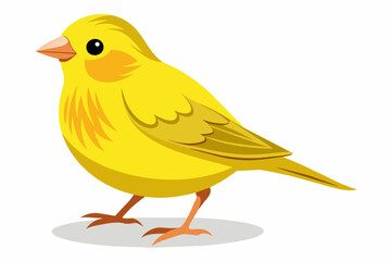 canary-vector illustration-whit-background