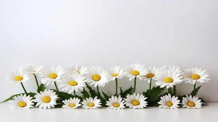 white daisies  high definition(hd) photographic creative image