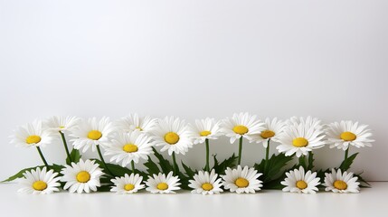 Fototapeta premium white daisies high definition(hd) photographic creative image