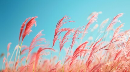 In autumn, a reed field in the distance has a lot of flowers blowing in the wind. Red reeds sway in the wind against a blue sky.
