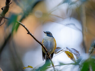 森の中で枝に留まっているルリビタキの雄