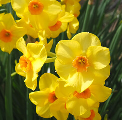 Beautiful Group of yellow orange blooming daffodils with large flowers