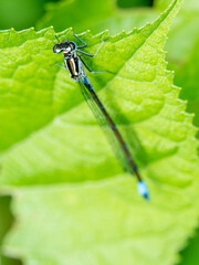 A blue dragonfly on a green leaf on a sunny day.