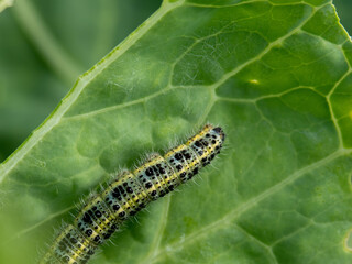 A caterpillar crawls on a cabbage leaf.
