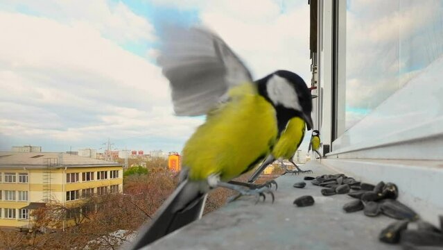 Nimble and fast tits grab seeds from the windowsill close-up