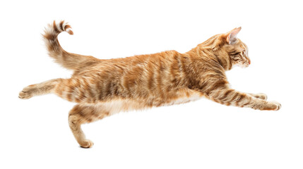 jumping cat isolated on transparent background