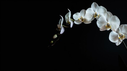 orchid  flower and leaves of the phalaenopsis on black background - obrazy, fototapety, plakaty