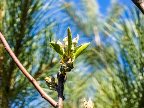 Close-up of pear tree buds in early spring