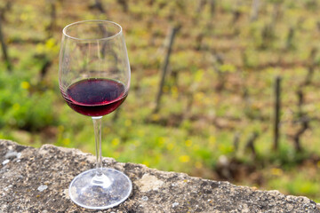 Glass of pinot noir red wine in early spring vineyards near Aloxe-Corton, Burgundy, France