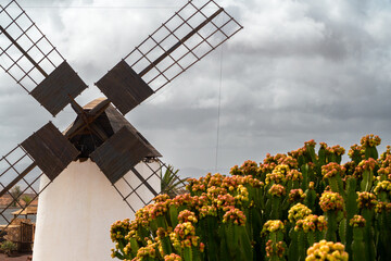 A windmill is in the foreground of a field of flowers. The windmill is old and rusted, and the...
