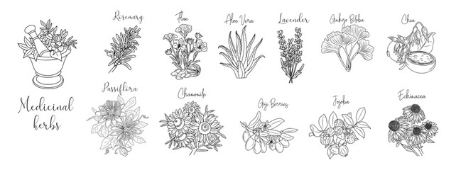 Set of medicinal, cosmetic herbs with mortar, pestle. Vector drawings on transparent background. Chamomile, ginkgo biloba, echinacea, chea, flax, goji berries, jojoba, aloe vera for labels, packaging. - obrazy, fototapety, plakaty