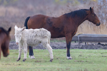 Horses in Hortobagy National Park, UNESCO World Heritage Site, Puszta is one of largest meadow and...