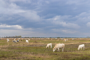 Obraz premium Cow in Hortobagy National Park, UNESCO World Heritage Site, Puszta is one of largest meadow and steppe ecosystems, Hungary