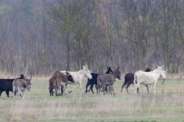 Donkey in Hortobagy National Park, UNESCO World Heritage Site, Puszta is one of largest meadow and...