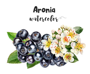 Watercolor illustration of chokeberry berries and flowers with leaves close up. Design template for packaging, menu, postcards. PNG